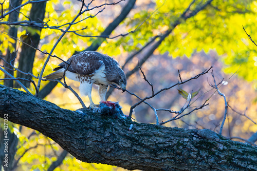 Photography Red Tailed Hawk preys on a pigeon among autumnal leaf color trees in Central Park on November 24, 2021 in New York City NY USA