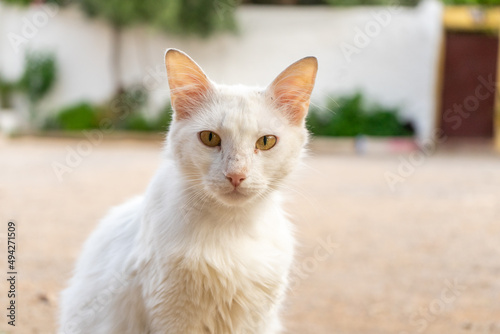 Portrait of a white fluffy cat