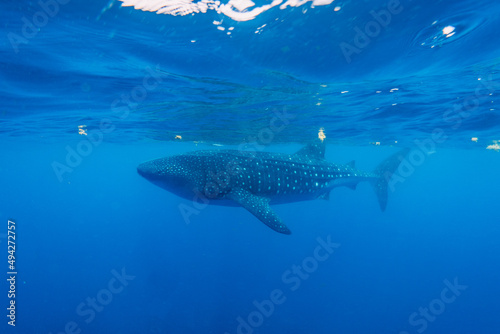 snorkeling with whale shark in summer seasson in isla mujeres, mexico