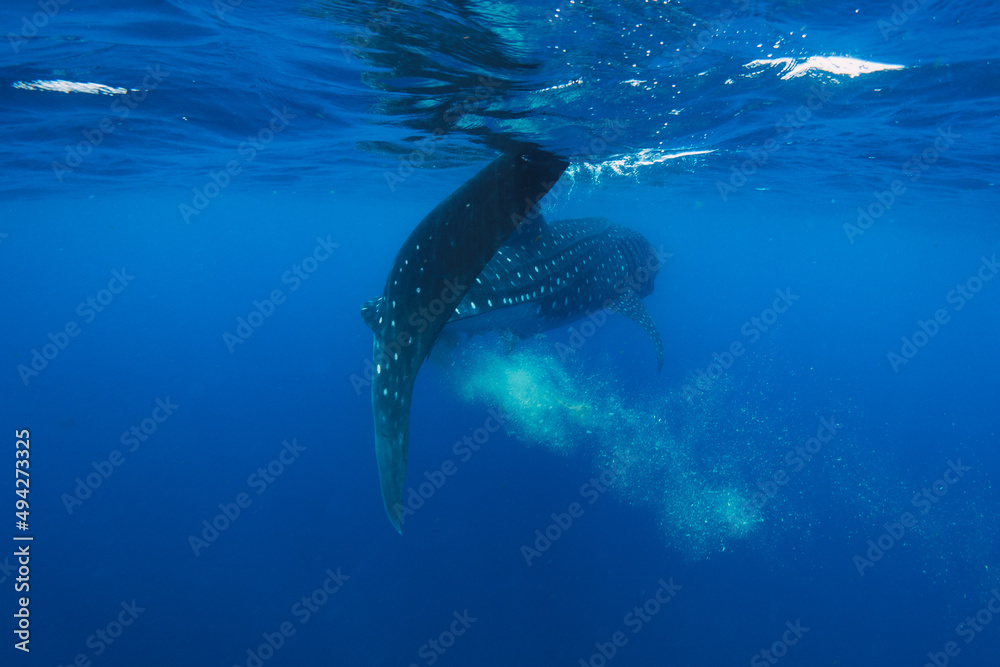 Naklejka premium whale shark poop in isla mujeres