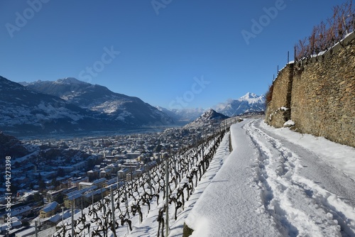 Vignoble de Sion (Clavau) en hiver photo