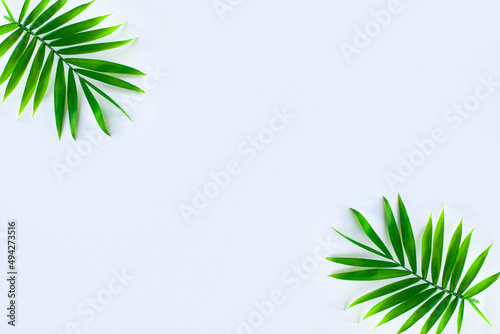 Beautiful palm leaf isolated on white background. Summer mood.