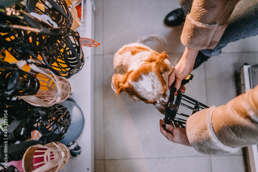 Choosing a muzzle for a dog in a pet store. Dog in a pet store. Buying