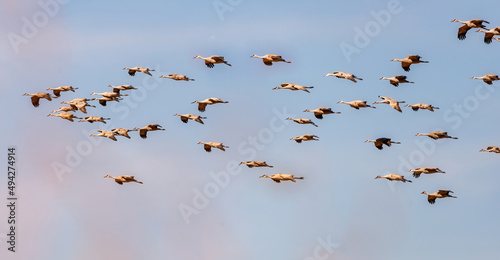 Sandhill Crane Migration © Betty Rong