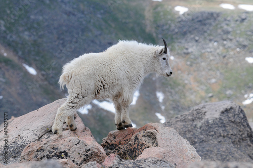 Mountain Goat Lamb Exploring  © David
