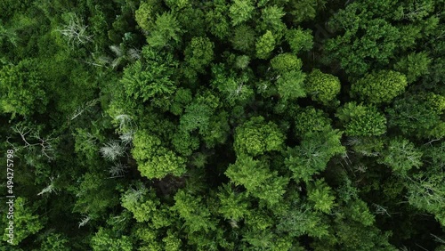 Trees Flyover - Aerial Shot, Top Down