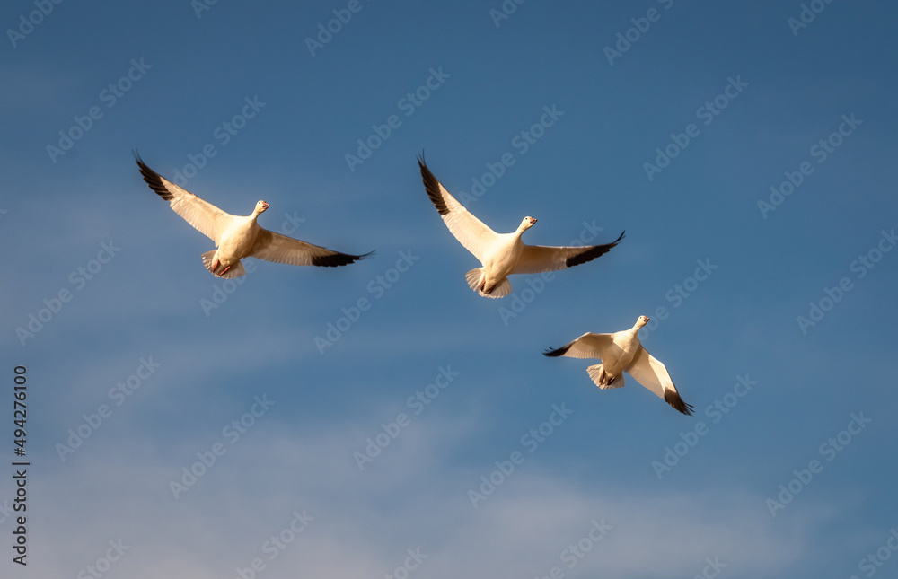 Fototapeta premium Snow Geese Migration