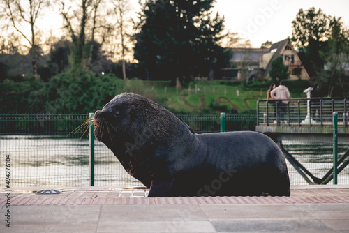 Big sea lion at Calle-calle river resting in sunset, Valdivia, Chile photo