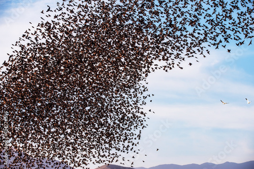 Flock of Birds