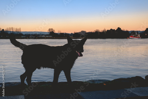 Beautiful sunrise over the lake with smiling dog silhouette in front and forest silhouette in the back, Valdivia, Chile © Samuel Ponce