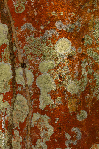 Abstraction, background, lichen of orange color on tree