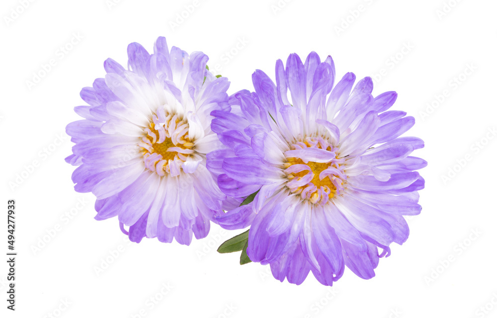 aster flower isolated aster flower isolated