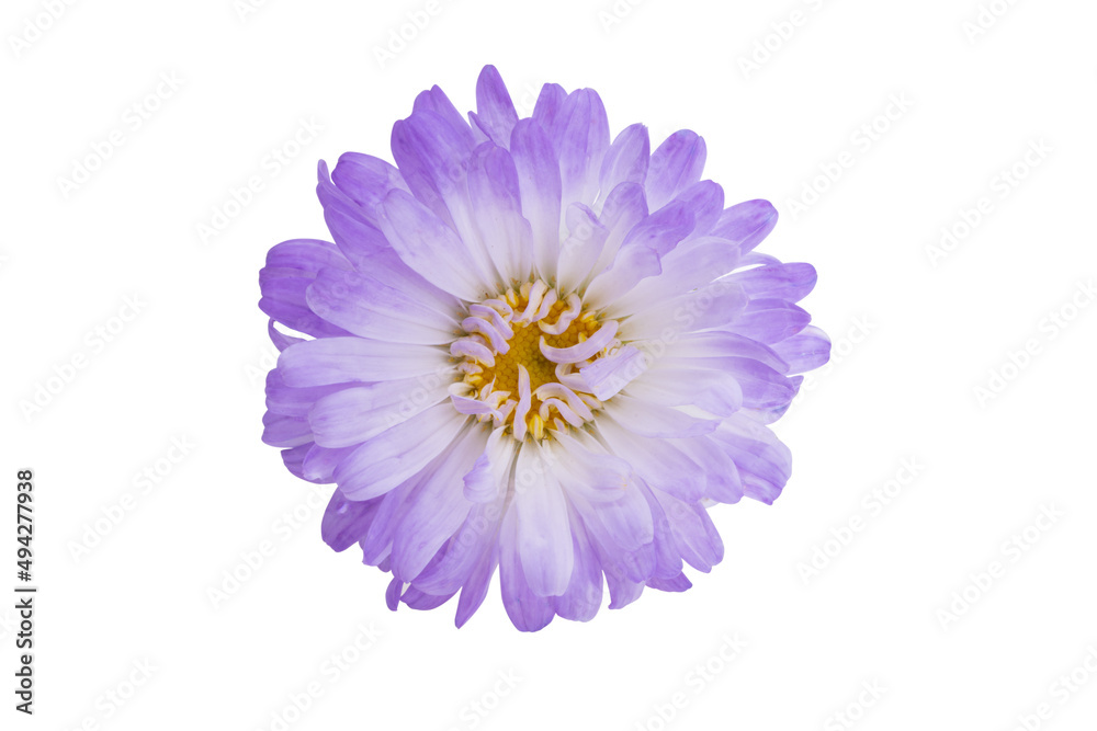aster flower isolated
