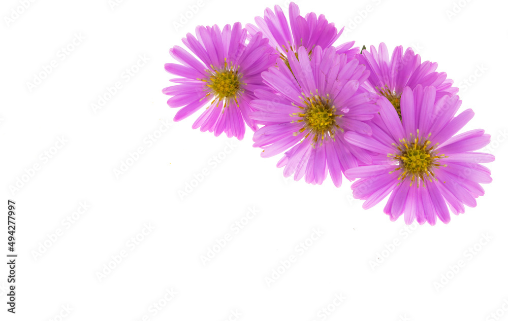 Fototapeta premium perennial aster flower isolated