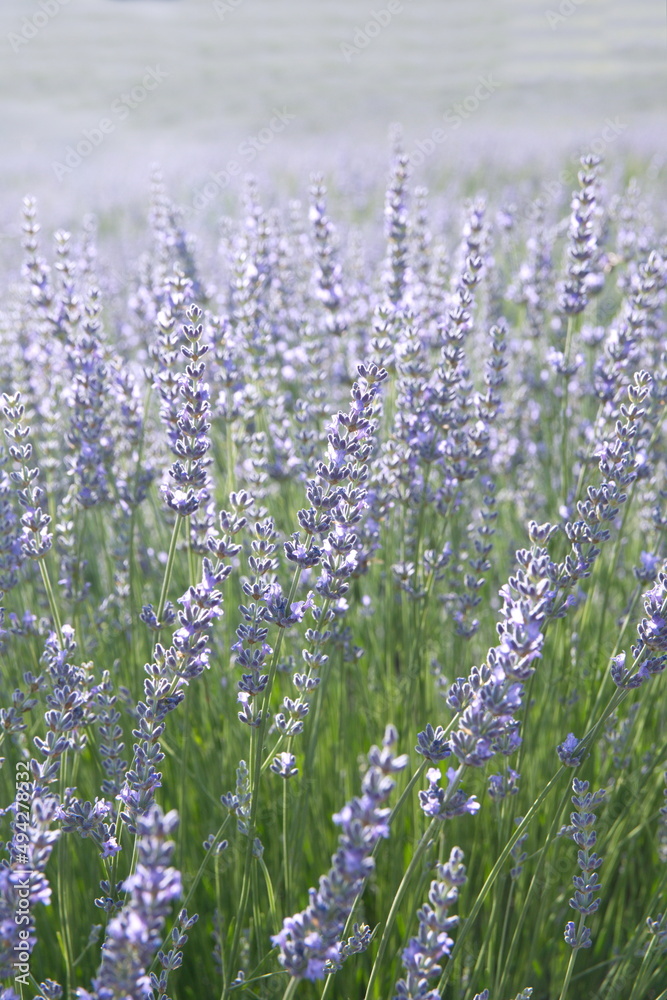 Naklejka premium Field of Lavender, Lavandula angustifolia, Lavandula officinalis 
