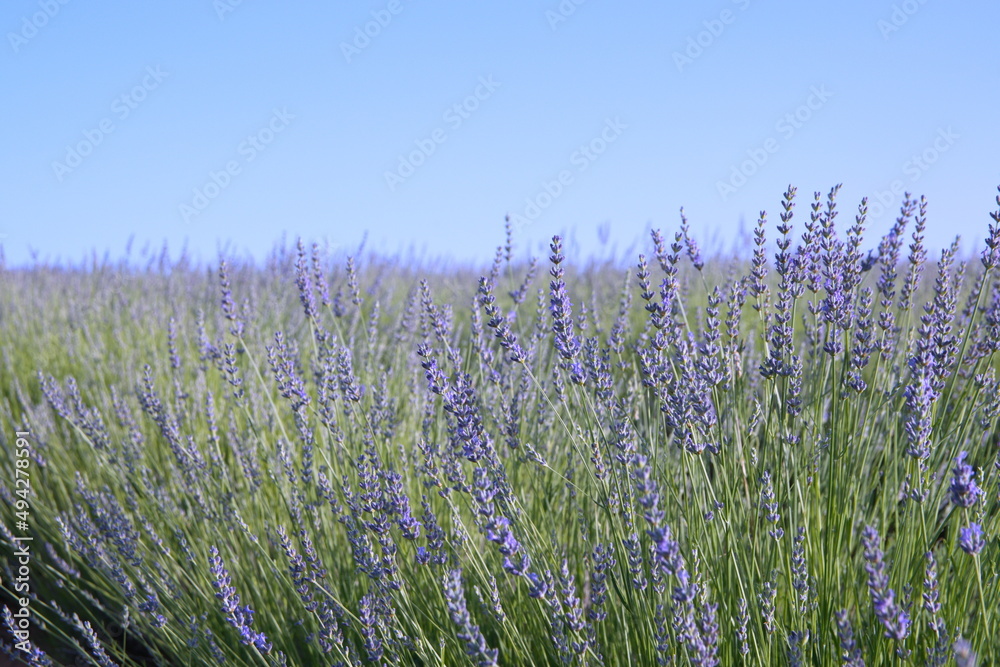 Fototapeta premium Field of Lavender, Lavandula angustifolia, Lavandula officinalis