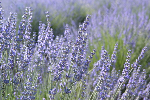 Field of Lavender  Lavandula angustifolia  Lavandula officinalis 