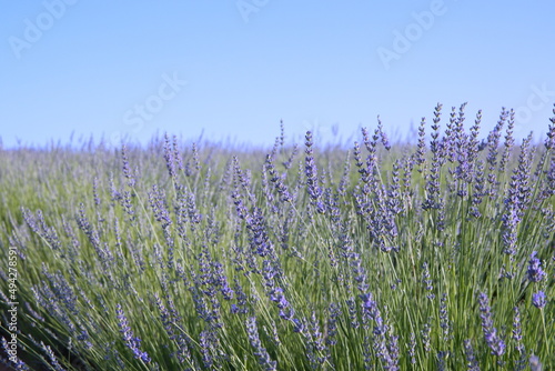 Field of Lavender, Lavandula angustifolia, Lavandula officinalis © Dana