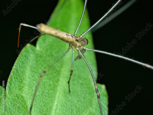 Long jawed orb weaver spider spread its long legs on the leaf
