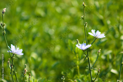 Closeup of common chicory in bloom with green blurred plants on background