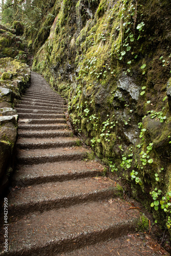 Stairs in the Forest