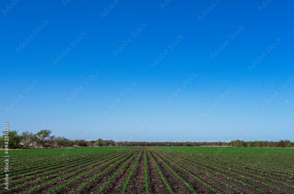 Freshly planted corn field in Texas
