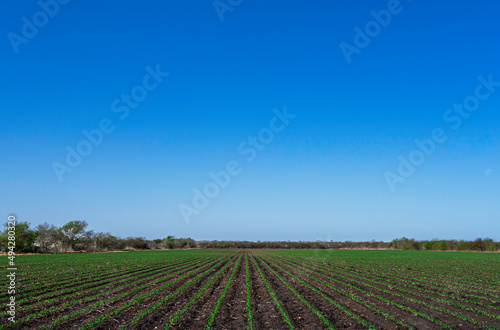 Freshly planted corn field in Texas