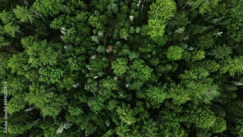 Trees Flyover - Aerial Shot, Top Down
