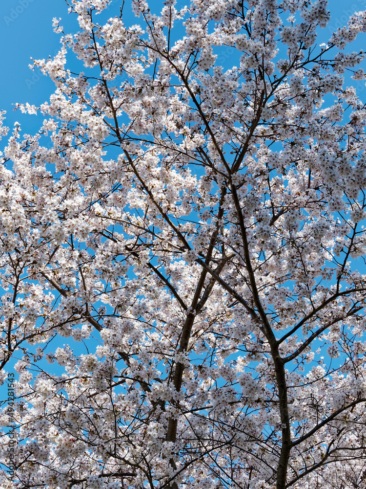 Cerisier Yoshino ou prunus (x) yedoensis, cerisier ornemental originaire du Japon, apprécié et cultivé pour sa magnifique floraison blanc rosé en début du printemps