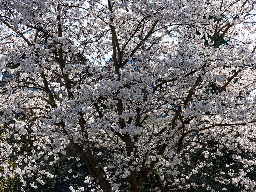 Floraison printanière impressionnante du Prunus (x) yedoensis Shidare Yoshino en une multitude de petites fleurs blanches en grappes sur des rameaux retombant comme une fontaine Floraison printanière impressionnante du Prunus (x) yedoensis Shidare Yoshino en une multitude de petites fleurs blanches en grappes sur des rameaux retombant comme une fontaine