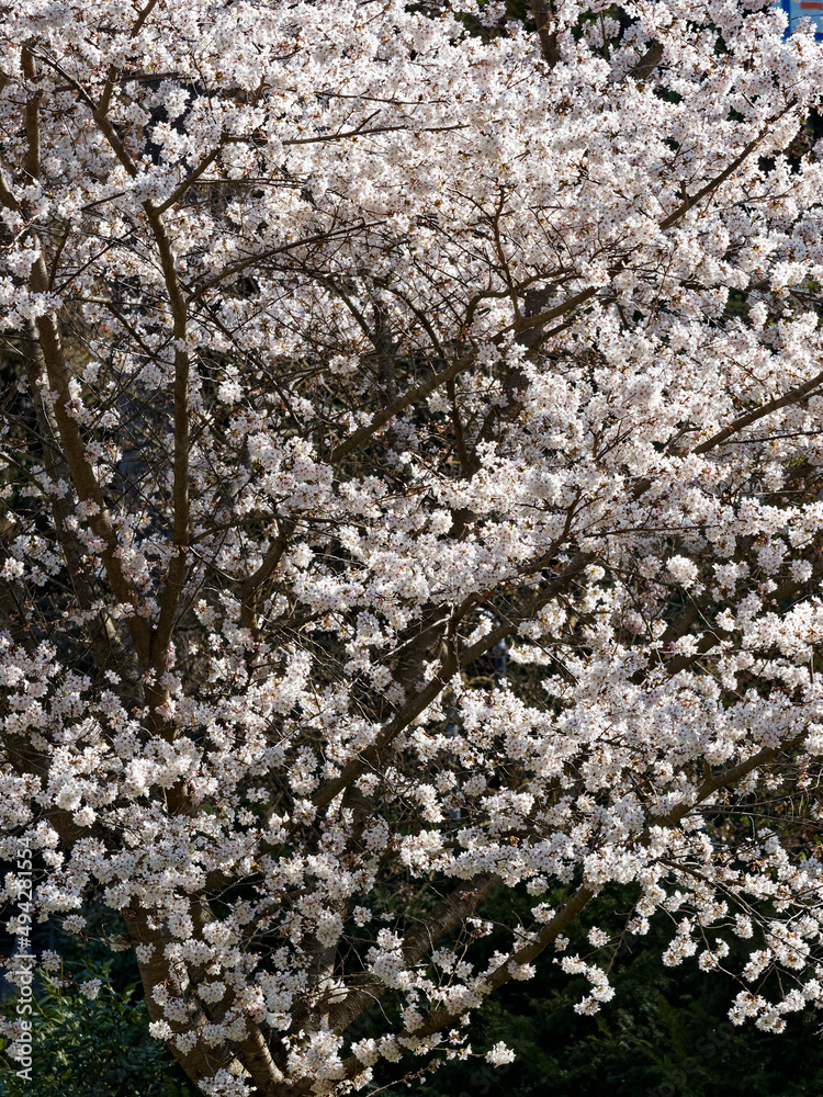 Floraison printanière impressionnante du Prunus (x) yedoensis Shidare Yoshino en une multitude de petites fleurs blanches en grappes sur des rameaux retombant comme une fontaine Floraison printanière impressionnante du Prunus (x) yedoensis Shidare Yoshino en une multitude de petites fleurs blanches en grappes sur des rameaux retombant comme une fontaine