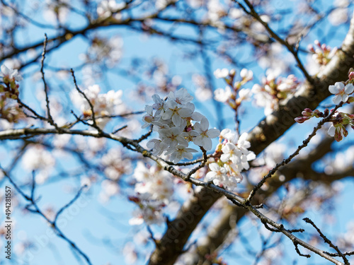 Prunus (x) yedoensis - Cerisier Yoshino ou cerisier à fleurs pleureur du Japon à floraison blanche et rose pâle spectaculaire avant apparition du feuillage photo