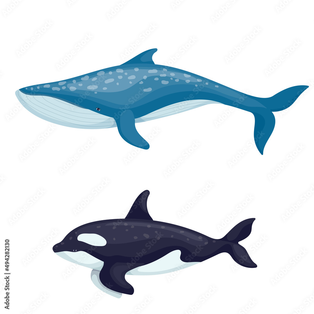 Obraz premium Blue whale and killer whale.Cartoon vector graphic.