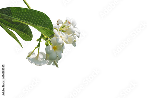 White plumeria flowers. Plumeria flowers bloom on the trees in the garden with copyspace.