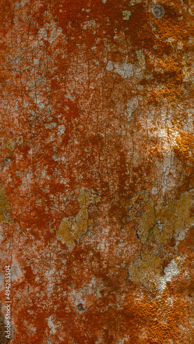 Forest abstraction, pattern, lichen of orange color on tree
