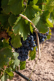 Grapes from Mendoza Vineyards, Argentina