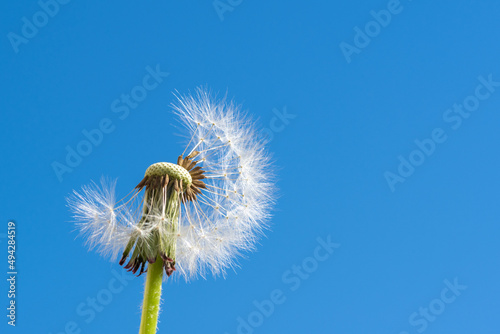 A white fluffy dandelion with some seeds flying away against a bright blue sky. Partially bald head of a dandelion with seeds in the form of an umbrella. The concept of freedom, dreams of the future photo