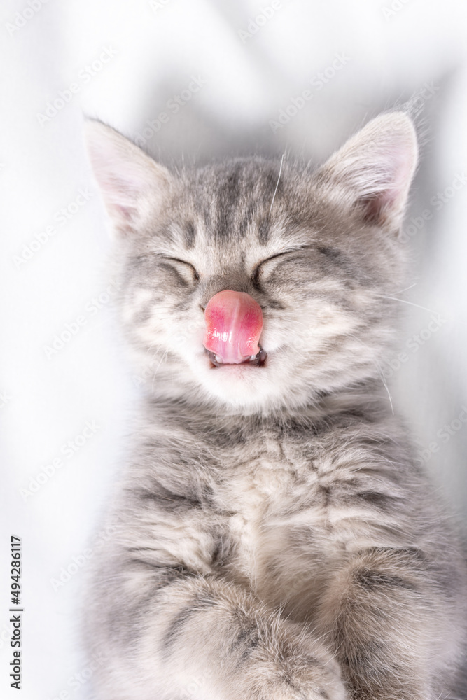 A gray striped little kitten licks its nose with its tongue on a white blanket. The little kitten licks his lips with pleasure. Sleeping little kitten.