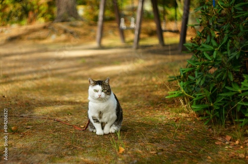 Fototapeta Naklejka Na Ścianę i Meble -  cat on the grass