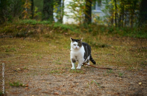 cat on the grass © Мария Быкова