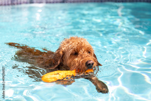 Valokuva Miniature golden doodle dog swimming in a salt water pool with toy in her mouth