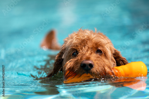Miniature golden doodle dog swimming in a salt water pool with toy in her mouth playing fetch
