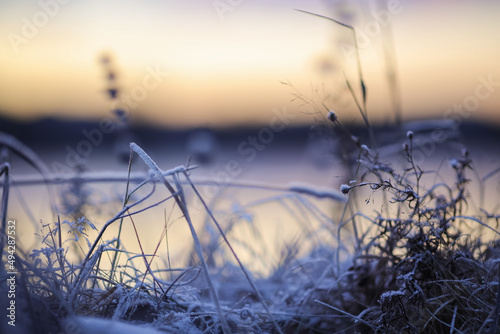 Frozen plant photo