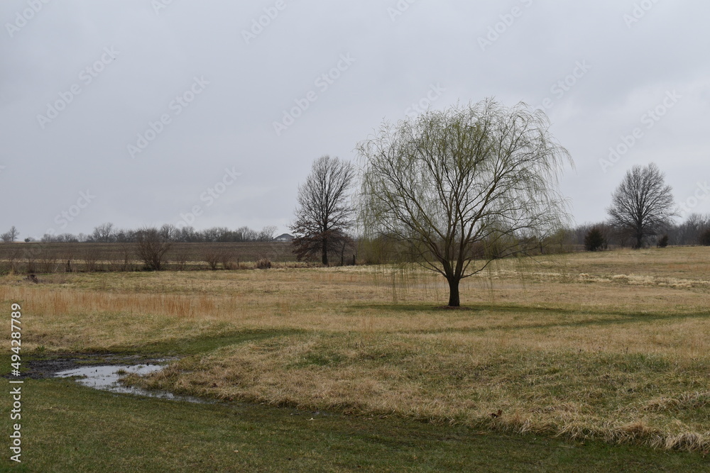 Rural Field with a Rain Puddle and Trees Rural Field with a Rain Puddle and Trees