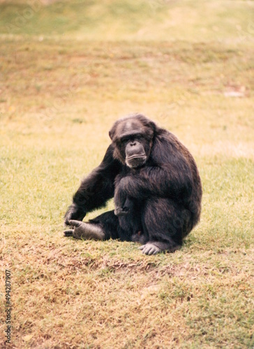Chimpanzee frowning at the camera