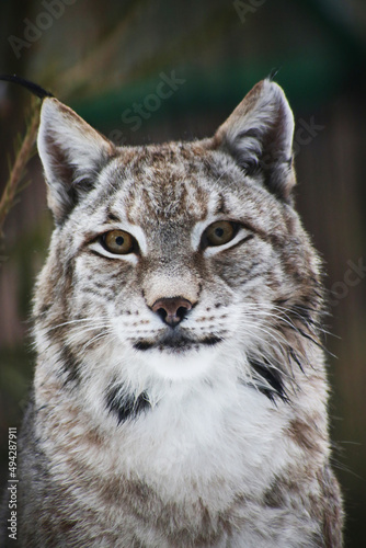 close up portrait of red lynx © afrumgartz