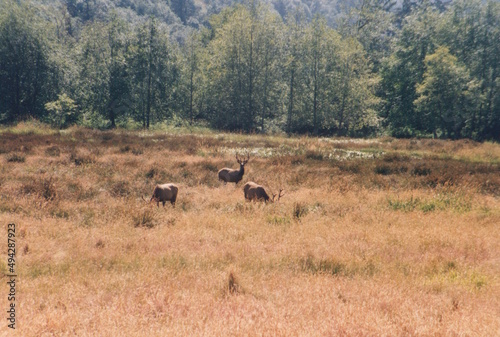 Elk grazing in a meadow