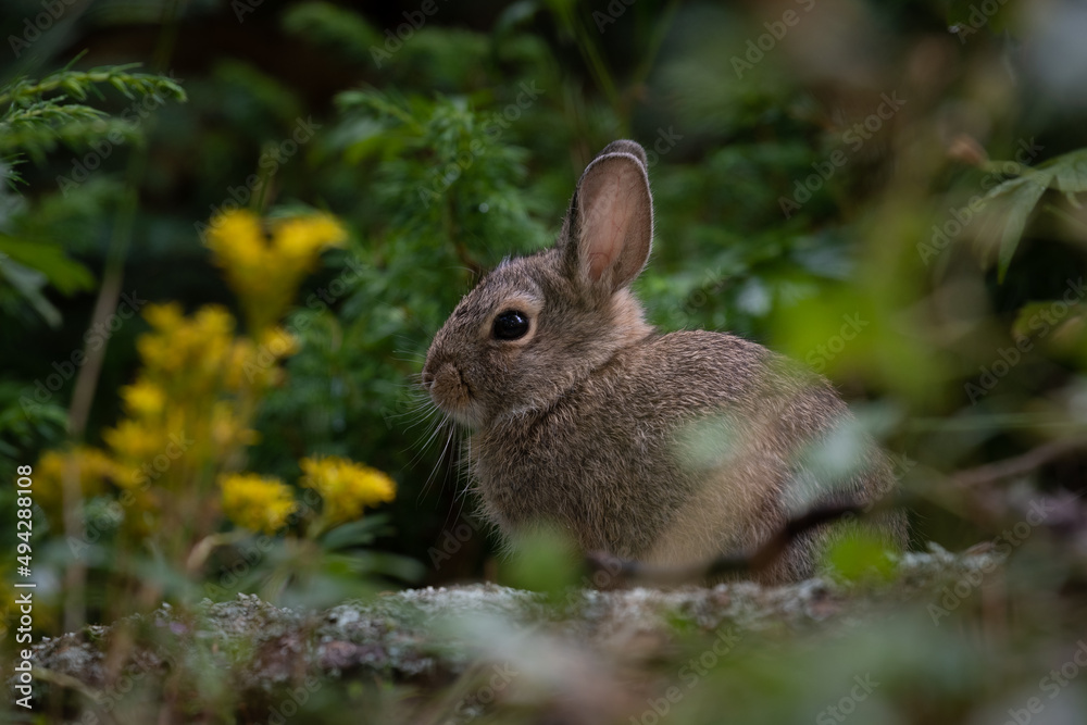 Fototapeta premium Wild rabbit in grass 