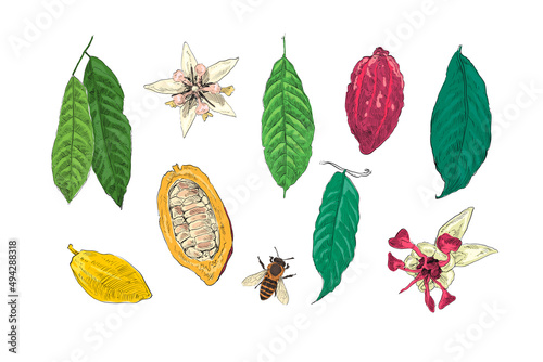 Set cacao leaves, cacao beans, cacao flowers.  Hand drawn vector illustration.