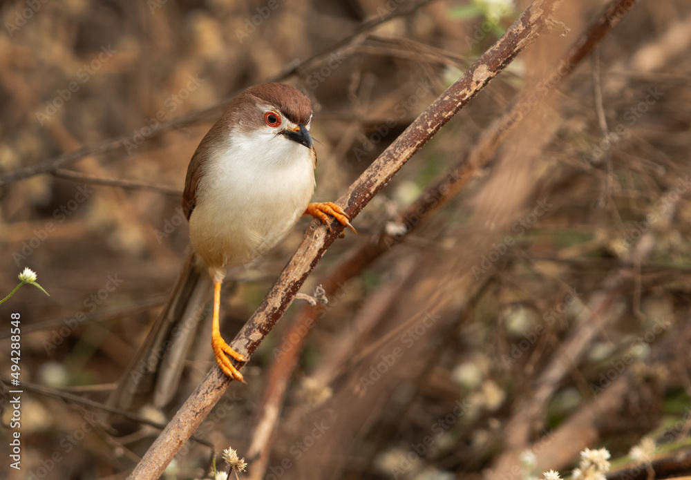 Yellow-eyed babbler on a  twig at Bhigwan bird sanctuary Maharashtra